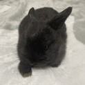 子うさぎ里親募集