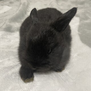 子うさぎ里親募集