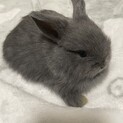 子うさぎ里親募集