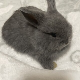 子うさぎ里親募集
