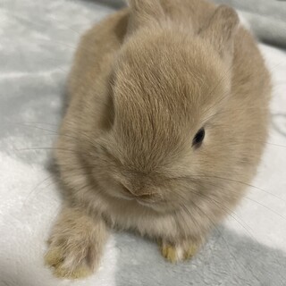 子うさぎ里親募集