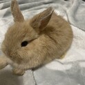 子うさぎ里親募集