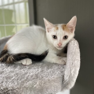 【7匹兄弟譲渡】白多めの三毛ちゃん