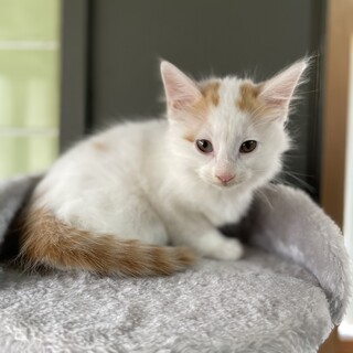 【長毛まじり】茶白ちゃん