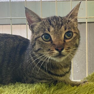 ボブテイルのキジトラの女の子　リア