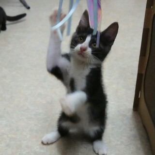 甘えん坊のグレー×白