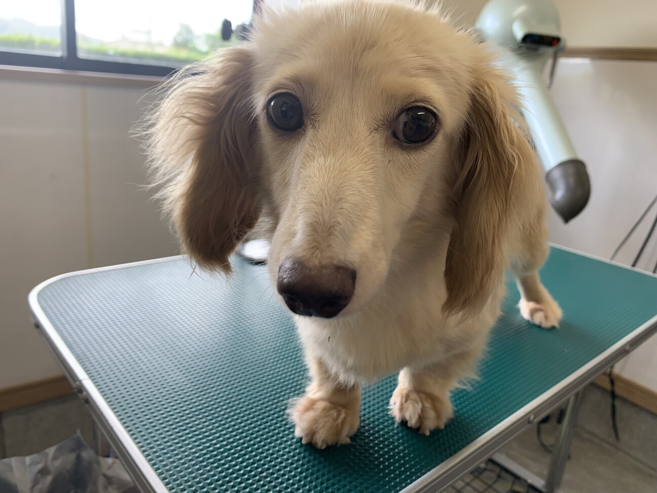 ダックスの女の子^_^」佐賀県 - 犬の里親募集(493703) :: ペットの