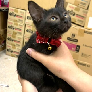 小さな黒猫の女の子