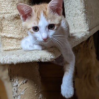 キュートすぎる王子♡ポノくん