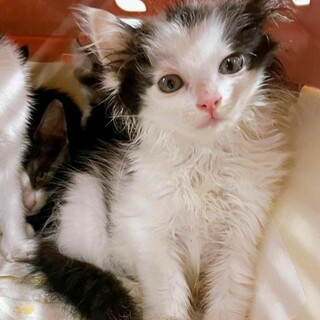 屋久島から来た子猫ちゃん 美しい半長毛