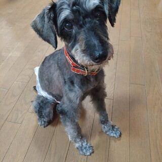 初対面でも明るく陽気なシュナウザー