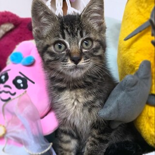 【里親様決まりました】黒キジトラのレオくん