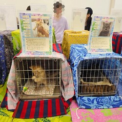 保護猫の譲渡会（横浜市旭区） サムネイル3
