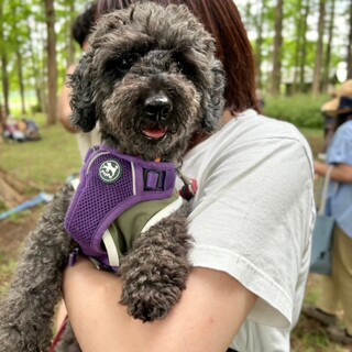 まるで人と暮らしているよう*空気を読むプードル男子