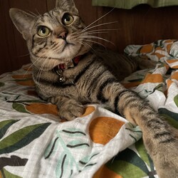 「子猫たち、１歳になる」サムネイル2