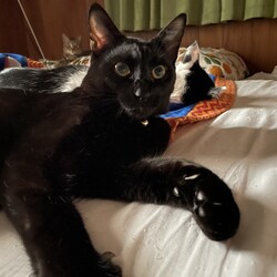 「子猫たち、１歳になる」サムネイル3