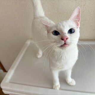 7/21岩槻譲渡会に参加 アナベルちゃん