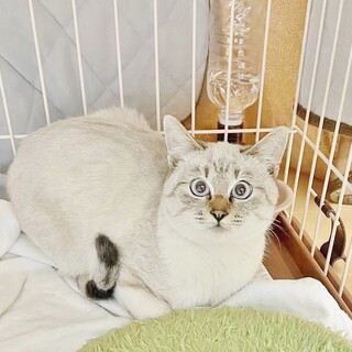 ★里親様決定!★ご飯大好き❤リンク