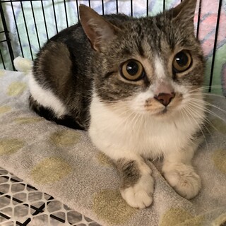 石巻のキジ白女子