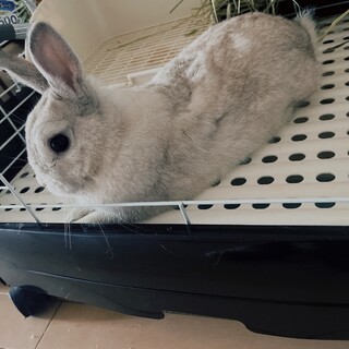 ミニウサギ 男の子 8ヶ月