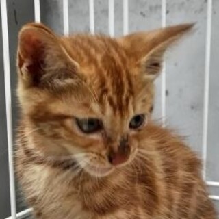 子猫の兄妹が収容されました。収容期限7/16迄