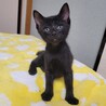 イケニャン黒猫★かりんとう君 サムネイル3