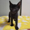 イケニャン黒猫★かりんとう君 サムネイル4