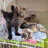 イケニャン黒猫★かりんとう君 サムネイル6
