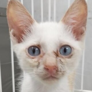 とても人懐っこい子です。収容期限7/16迄