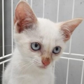 子猫の兄妹が収容されました。収容期限7/16迄