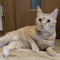 おひざ大好き❤️茶トラの甘栗ちゃん