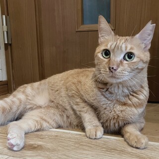 おひざ大好き❤️茶トラの甘栗ちゃん