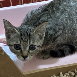 子猫の里親募集(京都府)