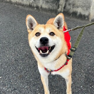 ポテッとボディで控えめな【トロン】くん