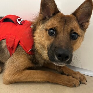 実は好奇心旺盛な【虹人(にじひと)】くん