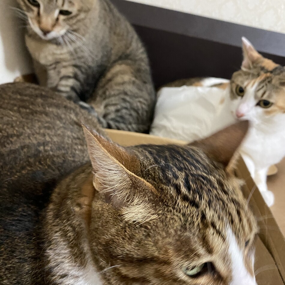 モモのカバー写真