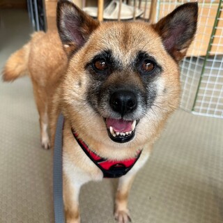 のんびり屋さんな【ジェシカ】ちゃん