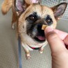 のんびり屋さんな【ジェシカ】ちゃん サムネイル3