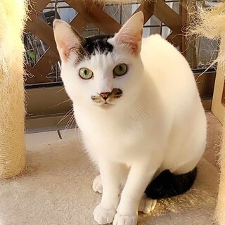 控えめでおとなしい男の子