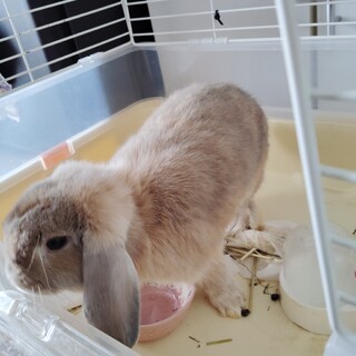 ローランドホップ半年男の子