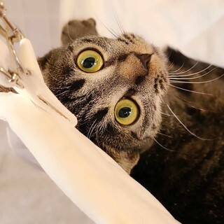 可愛いキジとら女の子1歳