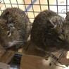 2024 2.23 ごまちゃん、いつもありがとう。これからもずっと大好きです。