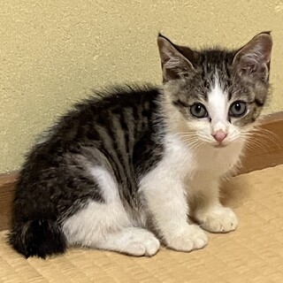 終生飼える方求む