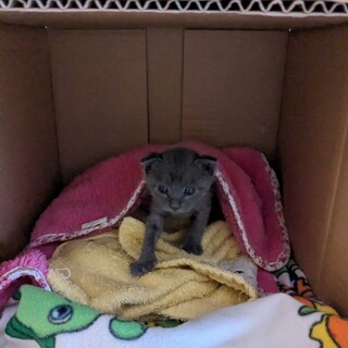 T31　トムくん（仮グレーの赤ちゃん オス