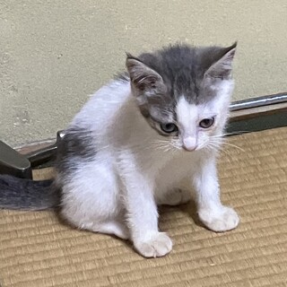 終生飼える方求む