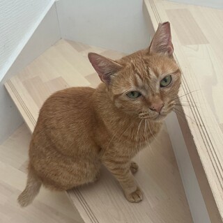 腕枕で寝てくれる可愛い女の子♡むぎちゃん