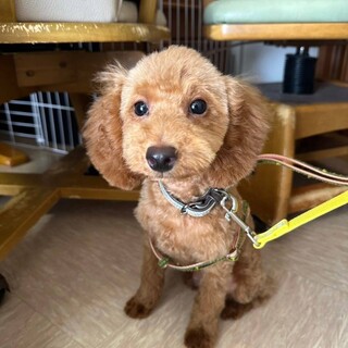 遊ぼ！遊ぼ！甘えん坊のキース君