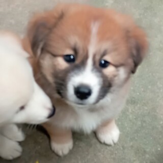 生後2ヶ月半♡可愛い男の子♡里親さま募集