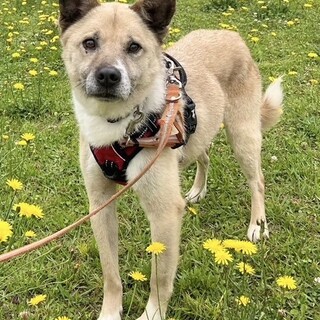 穏やかで癒し系の【フラッペ】