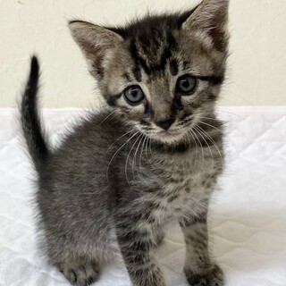 ちょいポチャ甘えん坊毛玉ボーイ約1ヶ月